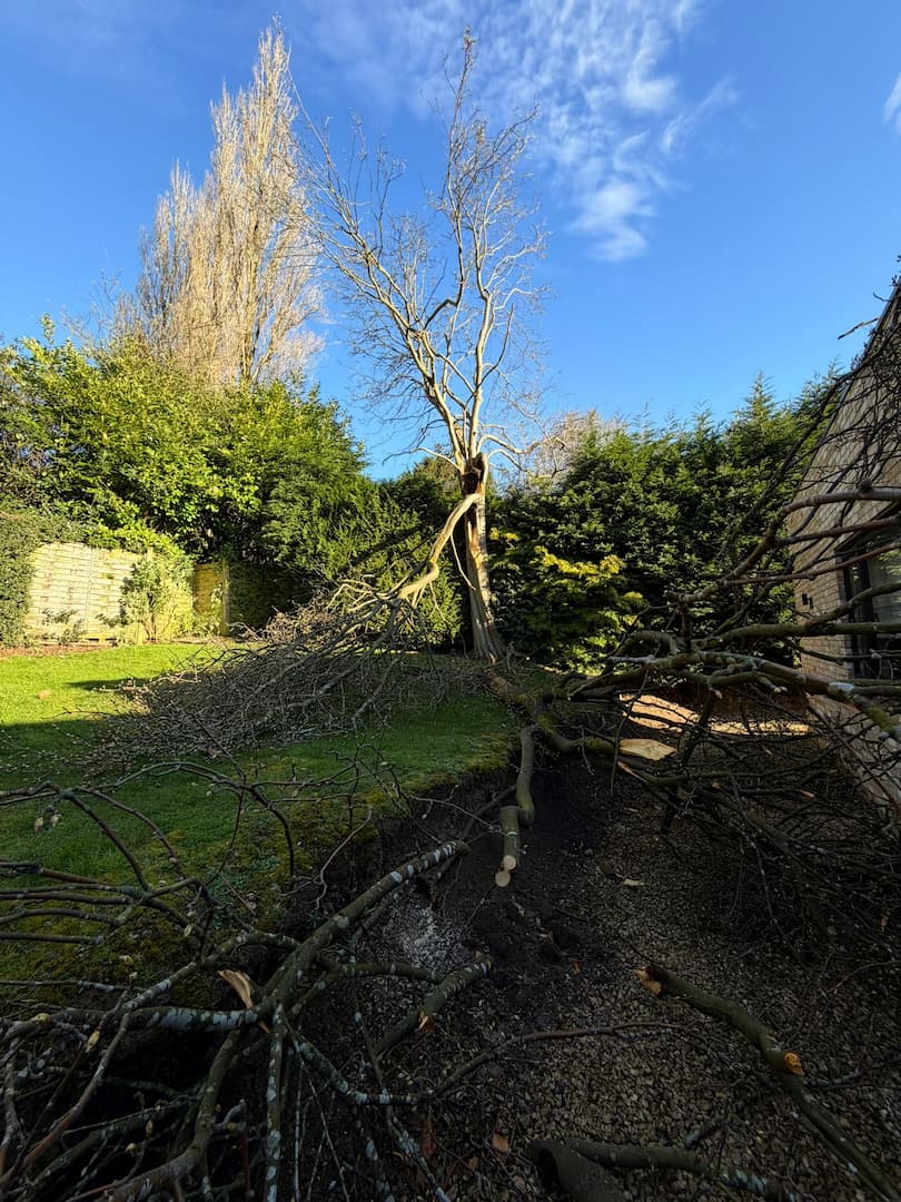 a tree fallen off a path